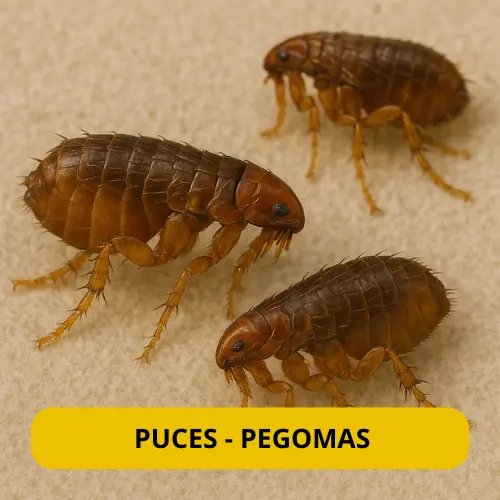 traitement des puces pegomas